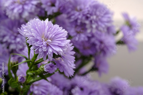 Beautiful purple flowers