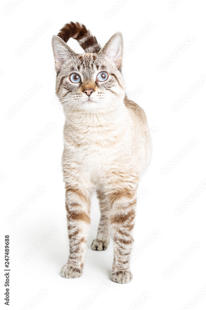 Fototapeta premium Cat White With Brown Stripes Standing Isolated