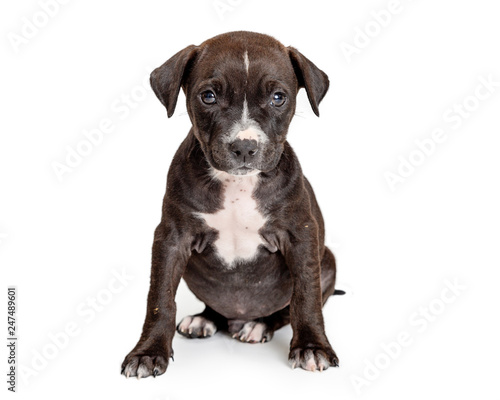 Black Puppy White Chest Sitting - Extracted