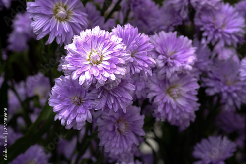 Beautiful purple flowers