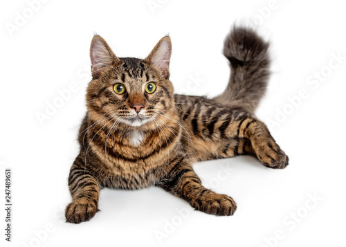 Brown and Black Striped Mediumhair Tabby Cat