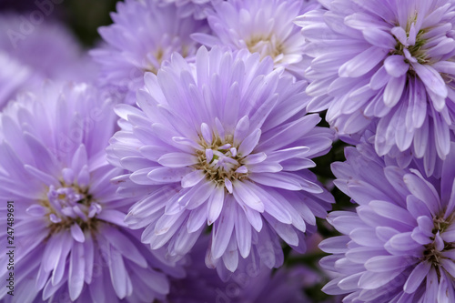 Beautiful purple flowers