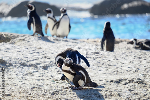 Penguins at the beach