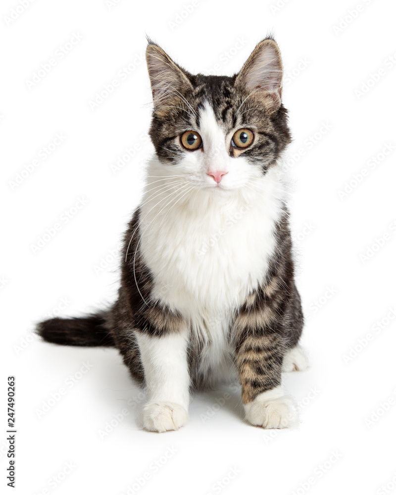Domestic Cat Tabby and White Sitting Looking Forward Domestic Cat Tabby and White Sitting Looking Forward