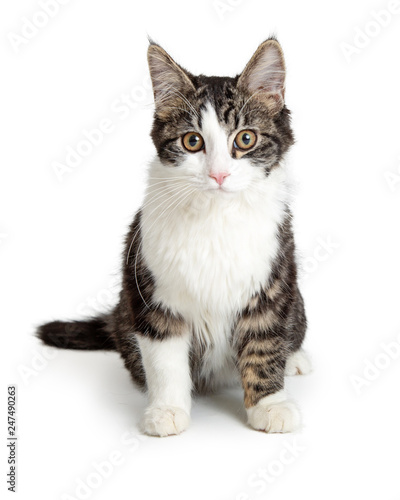 Domestic Cat Tabby and White Sitting Looking Forward © adogslifephoto