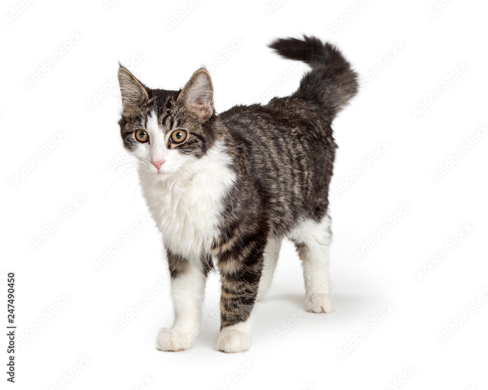 Domestic Cat Tabby and White Standing