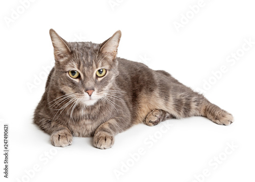 Domestic Shorthair Cat Laying Looking Forward