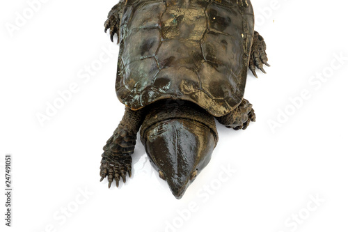 Turtle 