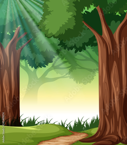 A tropical rainforest background