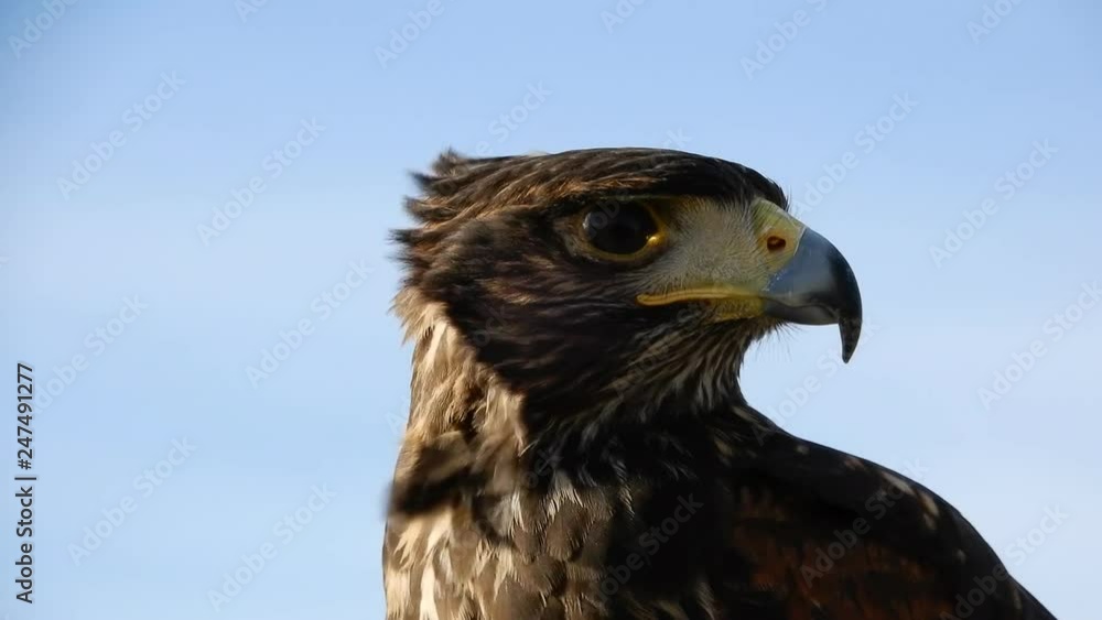4K Close Up Of Harris Hawk Head Beak Eyes Face And Partial Body 4K Close Up Of Harris Hawk Head Beak Eyes Face And Partial Body