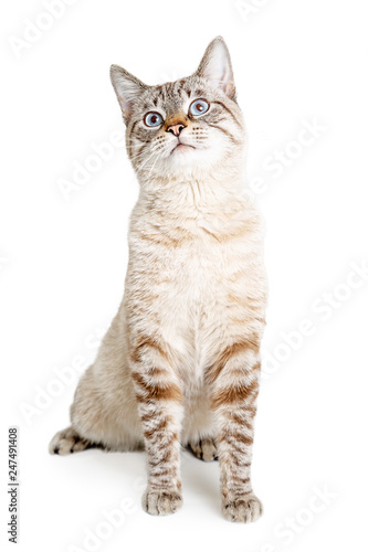 Fototapeta Naklejka Na Ścianę i Meble -  Pretty Cat Sitting Up Tall