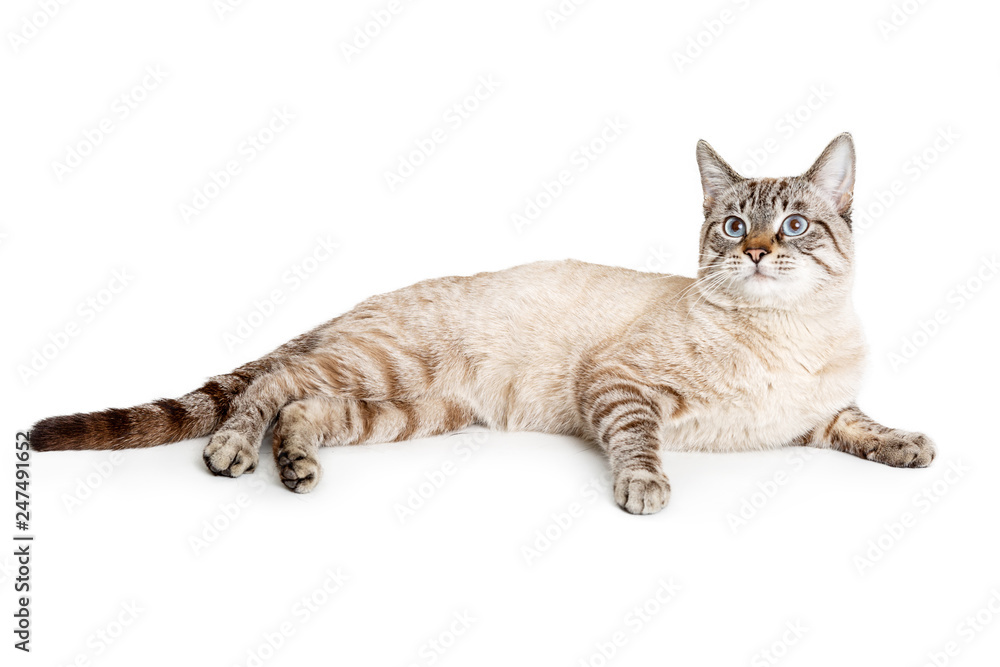 White cat best sale with black stripes