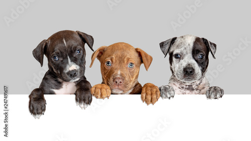 Three Cute Puppies Over White Web Banner