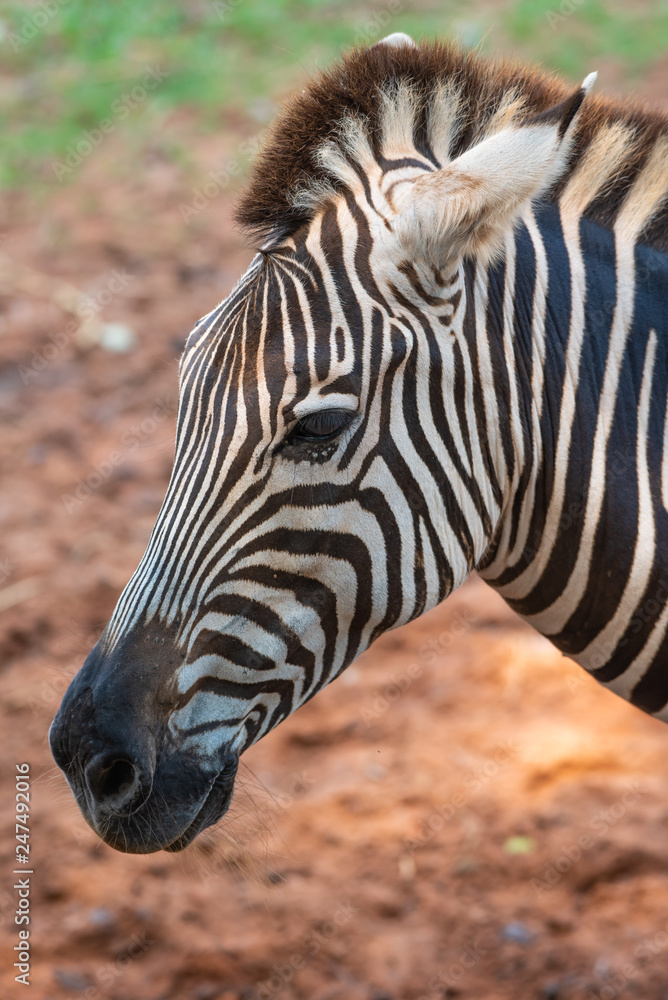 a beautiful black and white on zebra a beautiful black and white on zebra