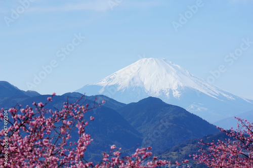 松田山の河津桜と富士山(4)