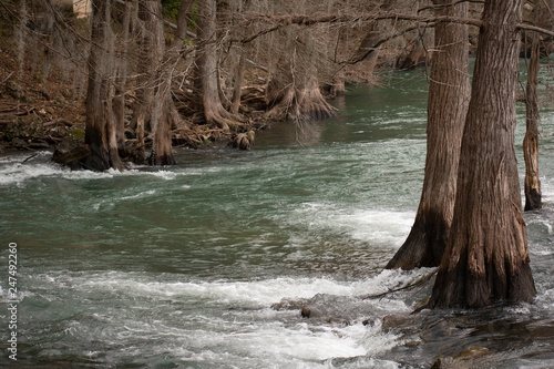 Cypress Trees in the Guadalupe River, Gruene, TX