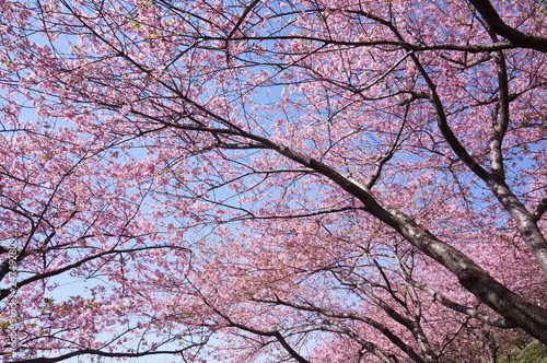 河津桜と青空(2)