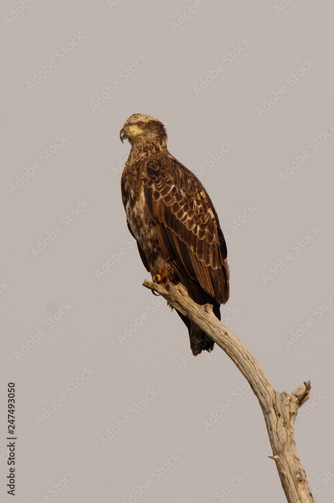 young eagle young eagle
