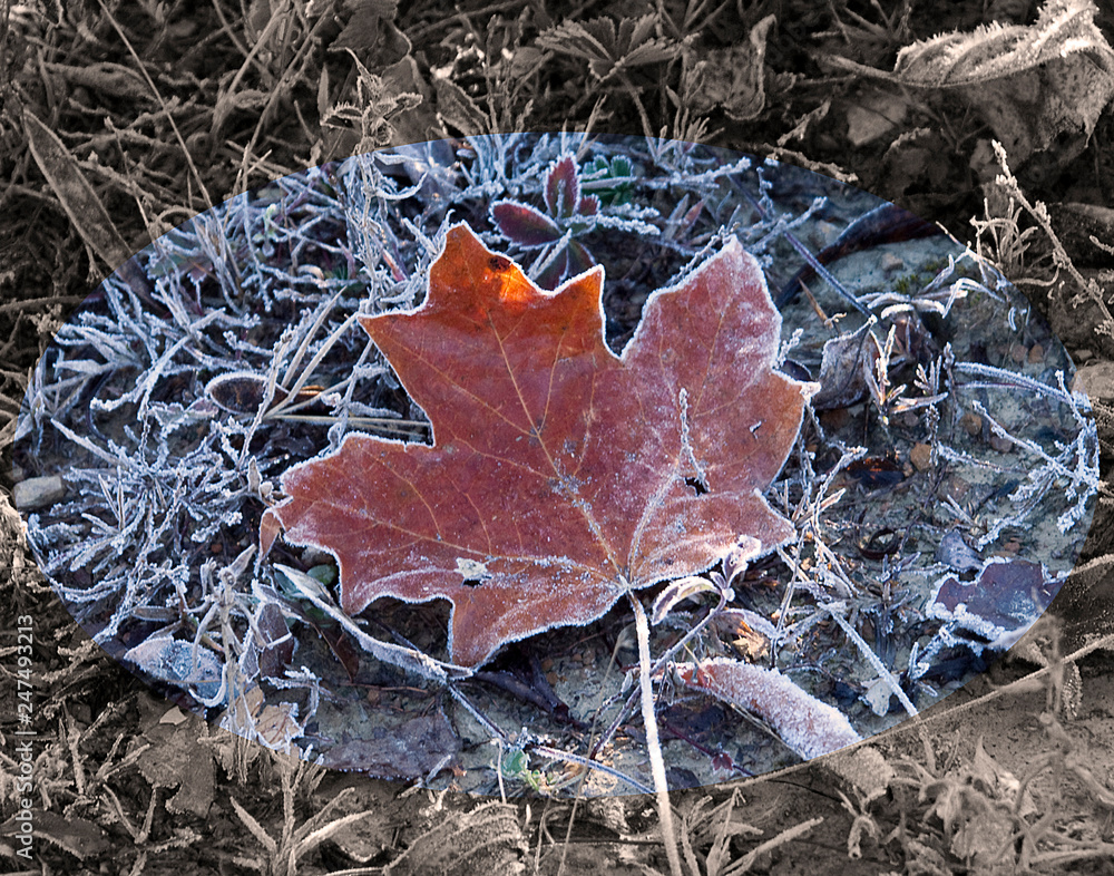autumn leaf on Ice