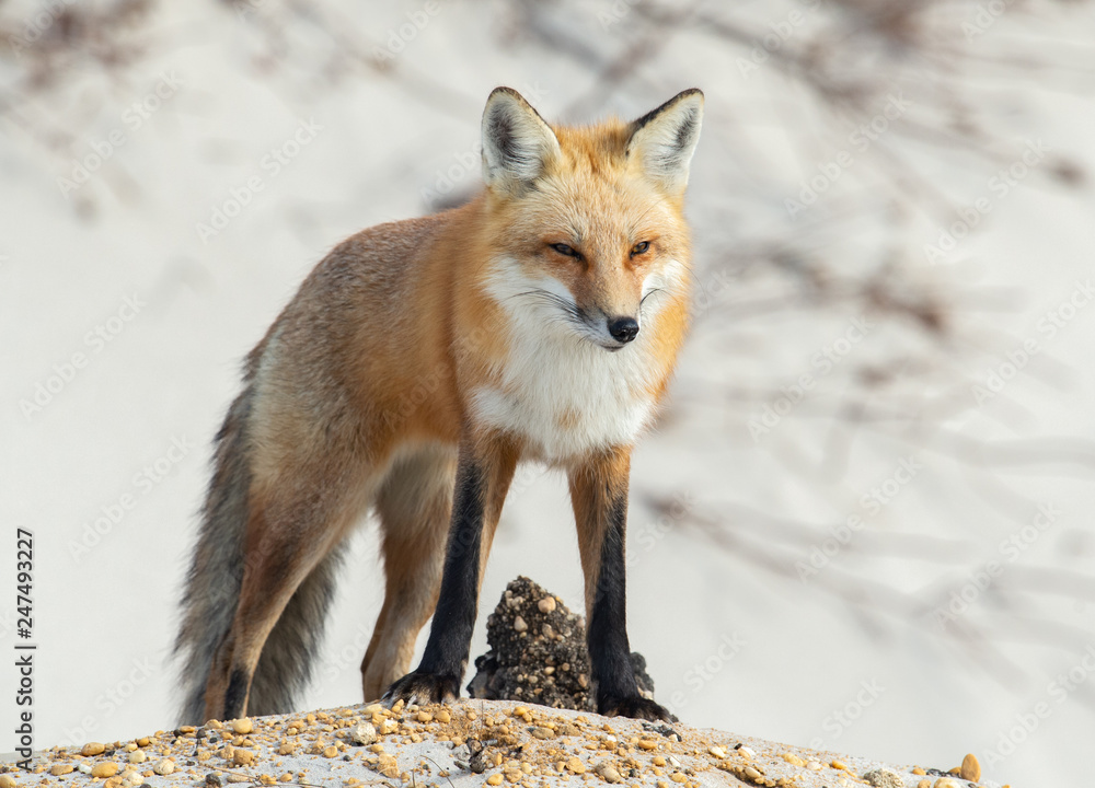 Obraz premium Red Fox