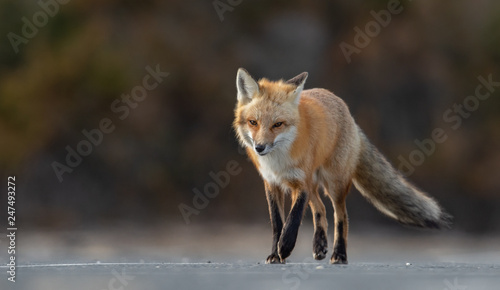 Red Fox 