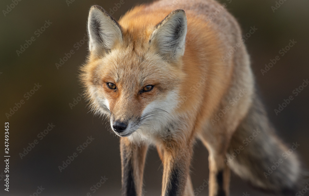 Obraz premium Red Fox