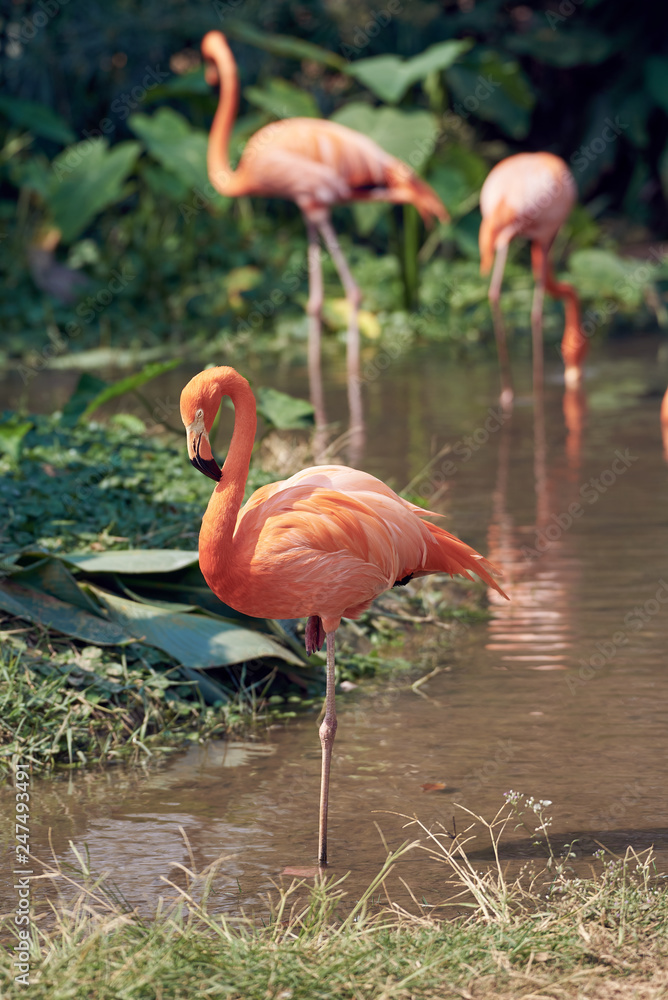 a beautiful flamingo in the suny a beautiful flamingo in the suny