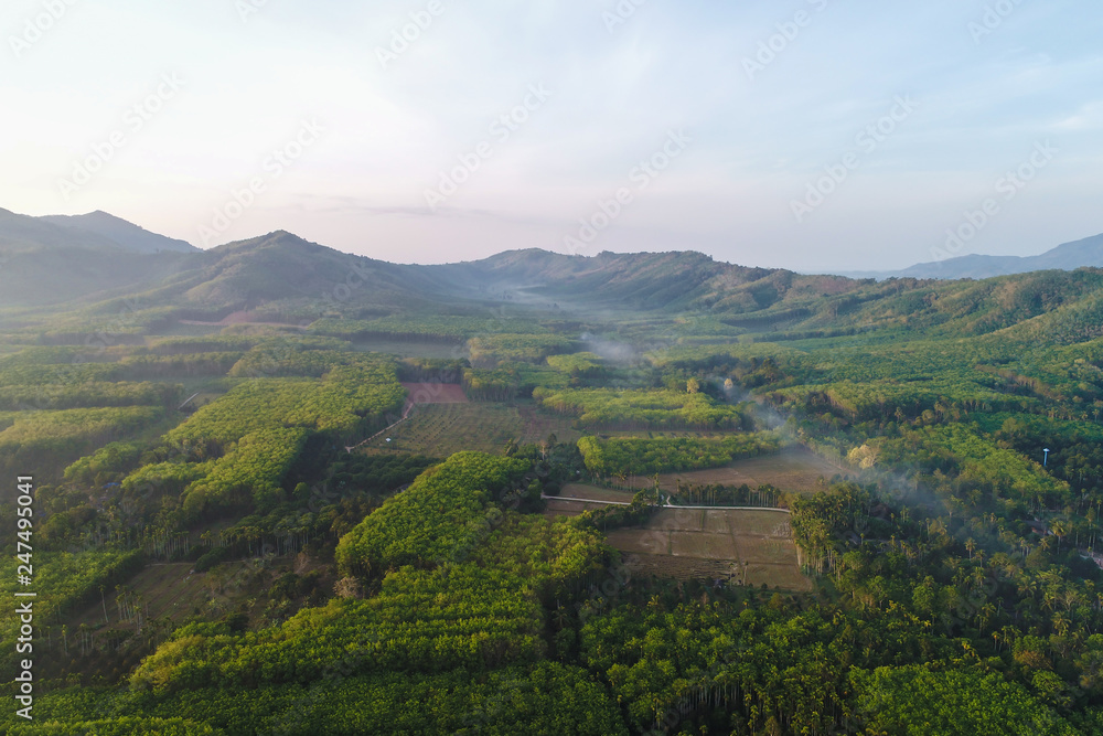 Naklejka premium Morning sunrise tropical rainforest with fog