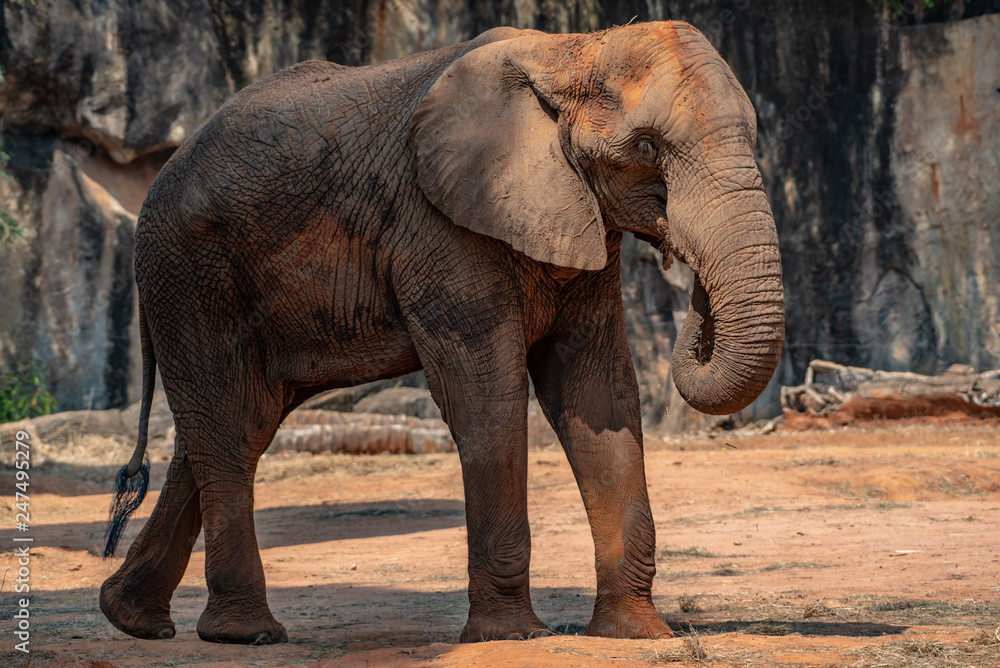 Fototapeta premium elephant The big of wildlife