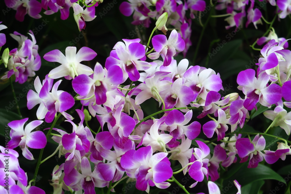 Orchidées blanches et violettes 