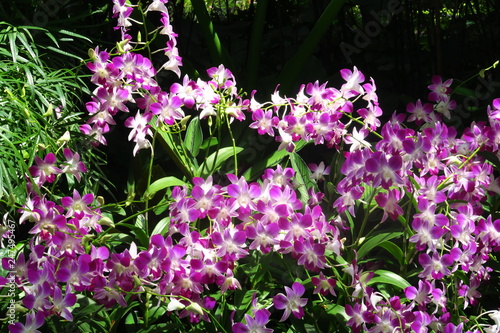 Orchidees blanches et violettes 