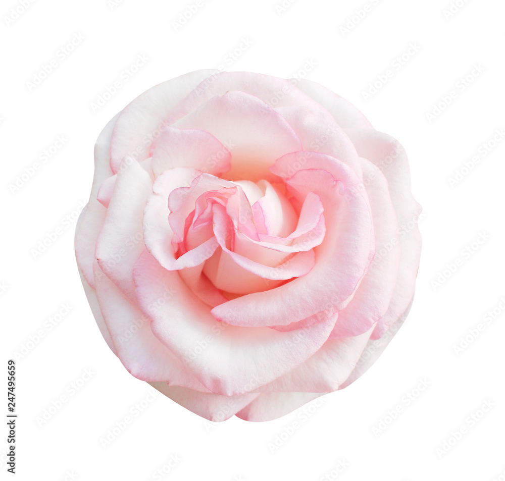 Colorful pink rose flowers blooming top view isolated on white background , beautiful natural patterns Colorful pink rose flowers blooming top view isolated on white background , beautiful natural patterns