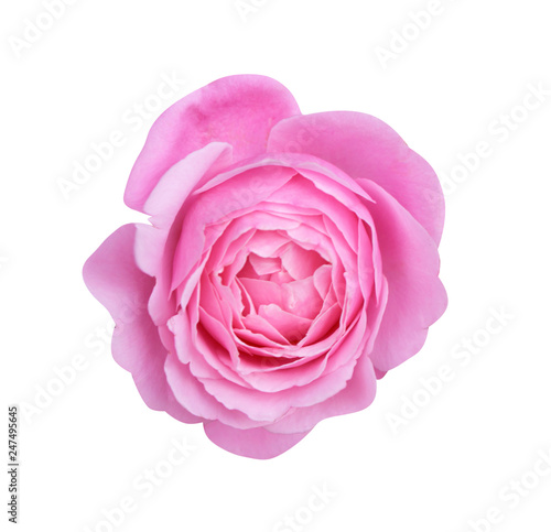 Colorful pink or purple rose flowers blooming top view isolated on white background , beautiful natural patterns