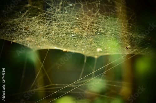 The spider web with sunlight on the back is a beautiful natural bokeh.