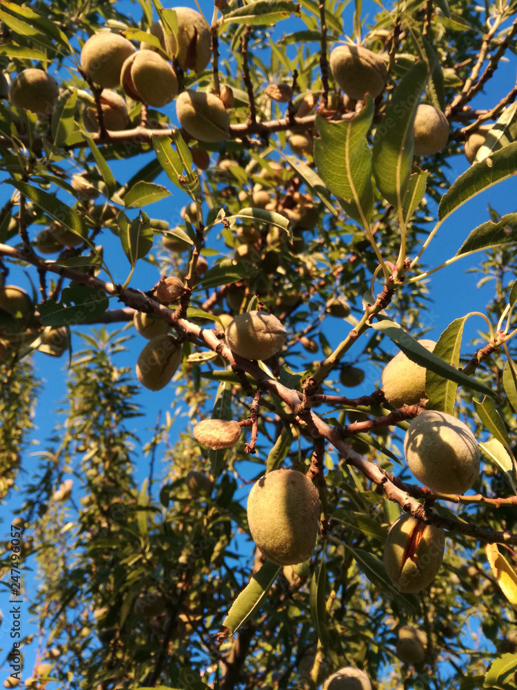 Yellow ripe fruit among the leaves. Almonds ripening on the tree under the sun of Spain. EU fruit industry. Contrast of natural colors of the leaves and the calm blue sky. Nutritious Natural food.