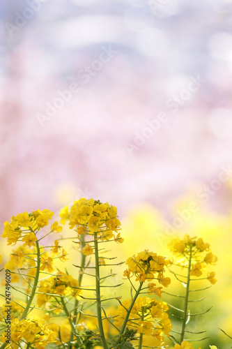 松田山の菜の花(1)