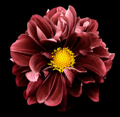 Red  dahlia. Flower on the black isolated background with clipping path.  For design.  Closeup.  Nature.