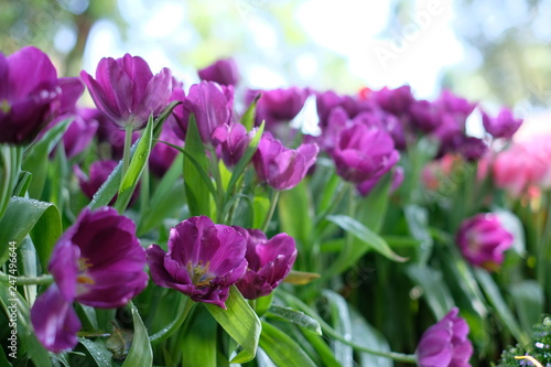 field of purple tulips flowers