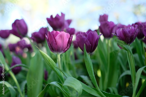 field of purple tulips flowers
