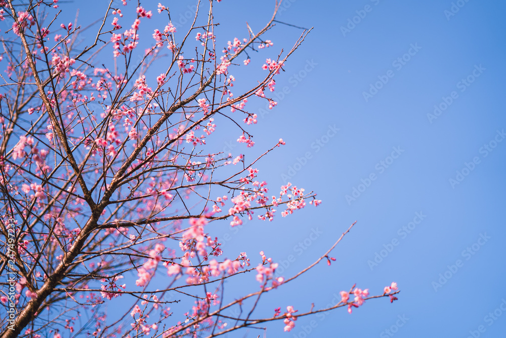 Spring blossom pink flowers Beautiful nature Spring blossom pink flowers Beautiful nature