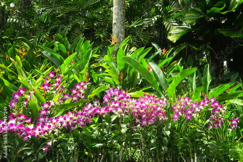 Orchidées  dans un jardin tropical