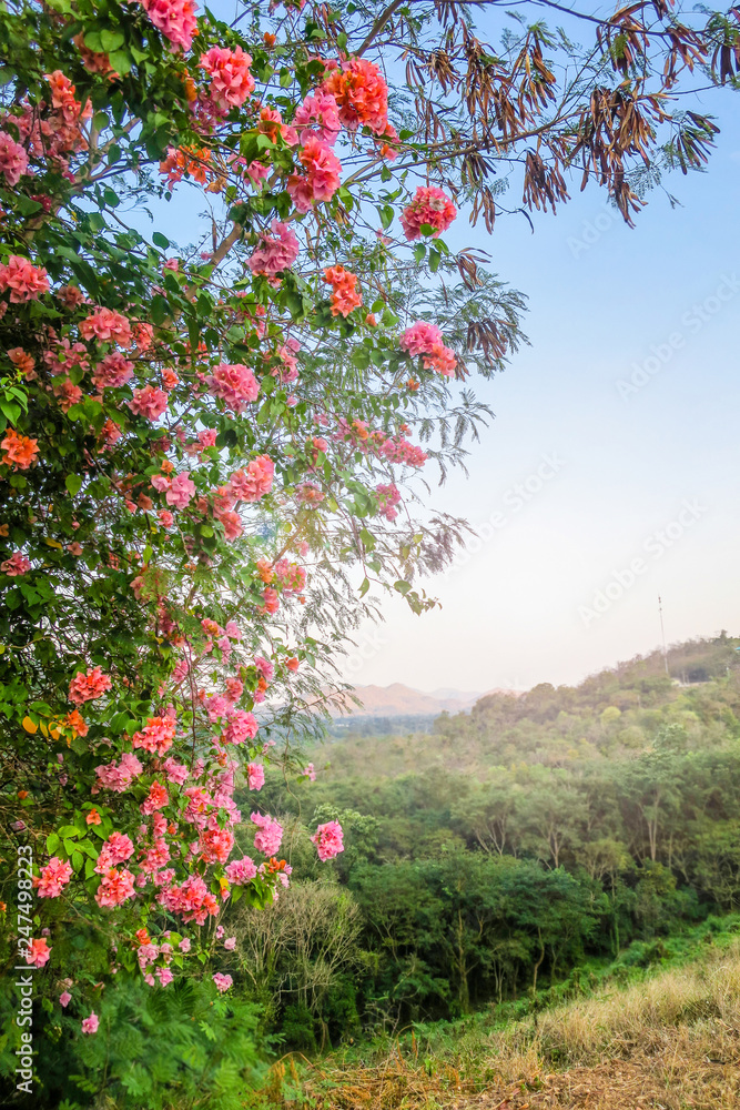 Pink bougainvillea on the mountain Pink bougainvillea on the mountain