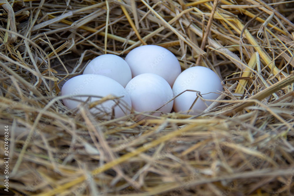 eggs in a nest eggs in a nest