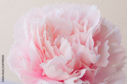 Closeup a blossom pink roes against white background