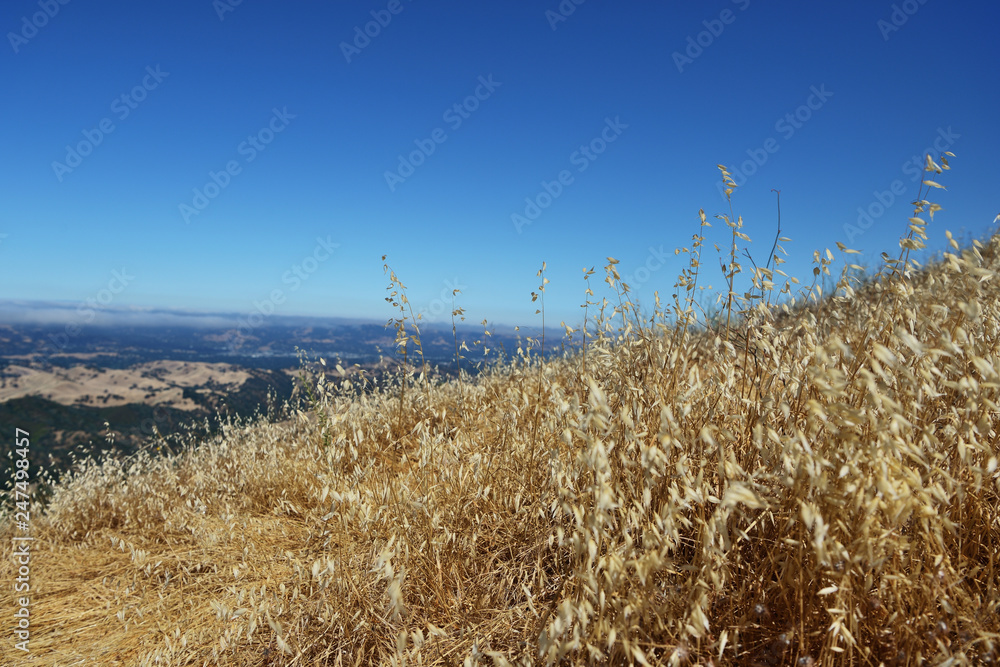 Fototapeta premium Dry grass close up in Mount Diablo State Park, Northern California, USA