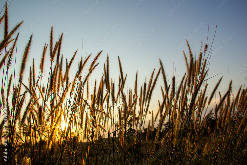 Naklejka premium Image of brown grass flower field with sunset light background.