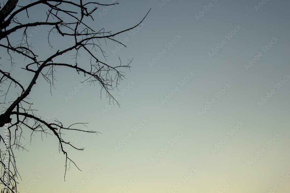 Fototapeta premium Shadows of tree in evening.