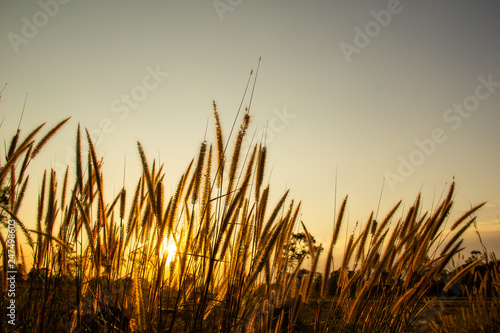 Image of brown grass flower field with sunset light background.