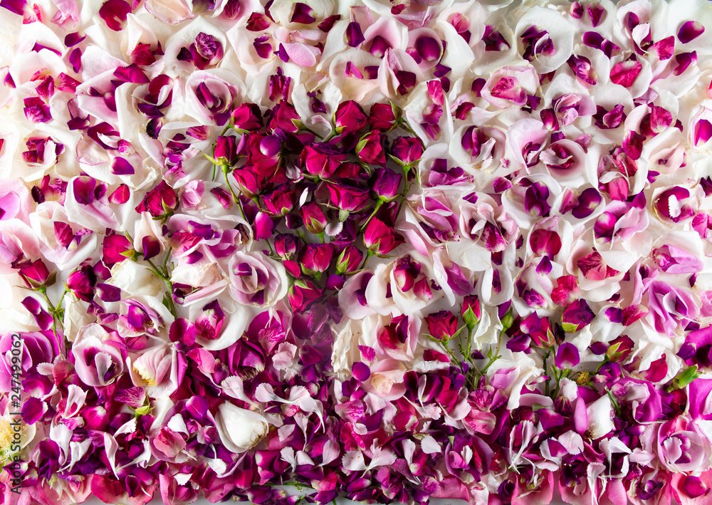 Rose Petals Cute Floral Design Background