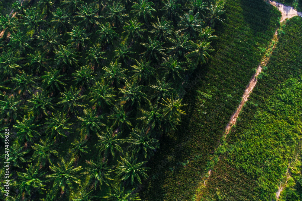 Obraz premium Palm oil tree plantation field aerial of agricultural industrial